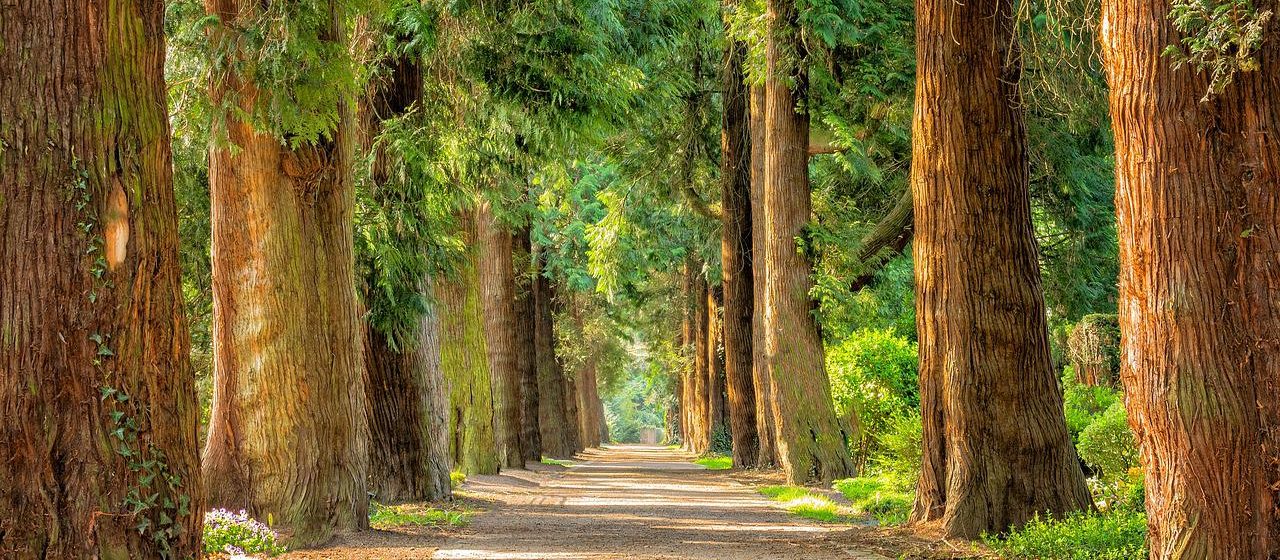 avenue trees tree lined path trail 2215317